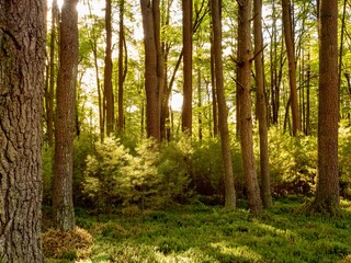 Deep in the woods at Cook Forest State Park on Forest Drive in Pennsylvania at golden hour near sunset with the orange light casting through the pine trees illuminating the forest with a warm glow.