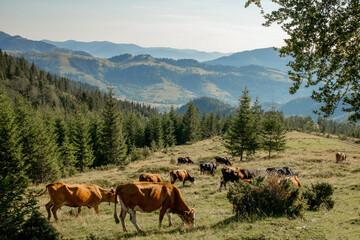 Fototapeta na wymiar Cows graze on an alpine meadow among fir trees in the mountains. Mountains and slopes in the background. Mountain landscape with cows in the meadow