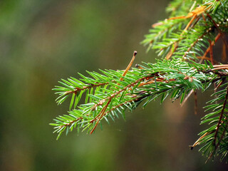 close up of pine needles