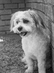 cute dog in black and white sitting against a wall 