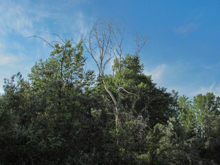 green trees and one dead tree on sky background
