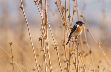 Stonechat bird sitting on a reed 