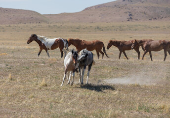 Wild Horse Stallions Fighting in the Utah Desert