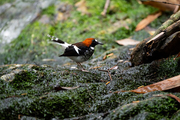 Chestnut - naped Forktail