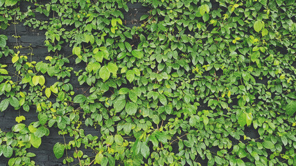 Green leaves pattern wall for background in garden park. Natural wallpaper, Beauty of Nature and Detail of natural concept
