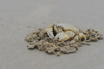 crab on the beach