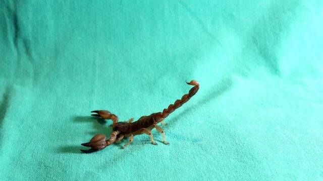 Erection
scorpion tail erection.
scorpion preparing to attack
scorpion on green background
yellow scorpion isolated
animals, animal, wildlife, wild nature, woods, forest, insect, insects, bug, bugs