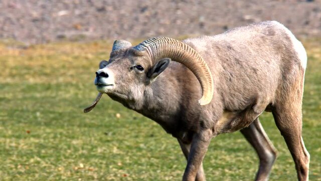Wild Sheep in Nevada USA