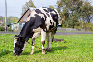 A mottled cow eats grass near the house.