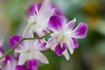 Fototapeta premium close up of a flower