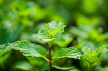 green leaf with water drops