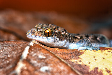 Macro head shot of baby gecko with selective focus. Closeup baby gecko.