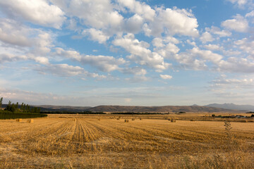 Fototapeta na wymiar cereal field under blue sky with clouds