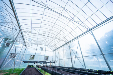 .Modern vegetable growing house, large bright greenhouse, lettuce seedlings. Celebrate the day of the earth. Ecological care of plants.