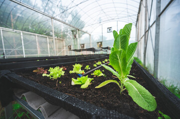 .Modern vegetable growing house, large bright greenhouse, lettuce seedlings. Celebrate the day of the earth. Ecological care of plants.