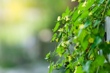 green leaves background