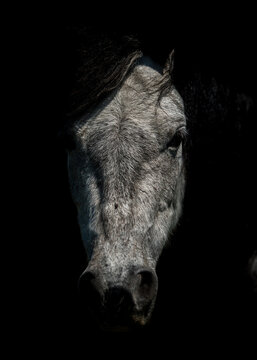 Art photo of silver head horse on deep black background