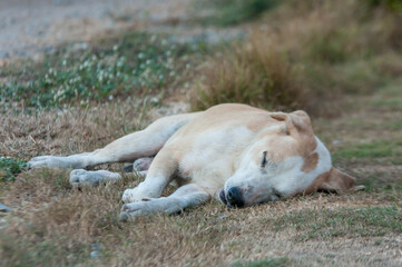 sleeping lion in the grass