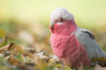 A female galah forages for a meal among the autumn leaves at the Adelaide Botanic Gardens in...