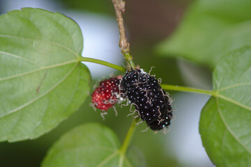 blackberry on the bush