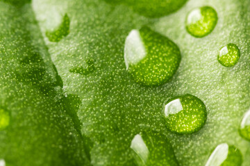 Macro water drops of transparent rain on green leaf. Beautiful natural environment background