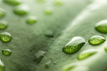 Macro water drops of transparent rain on green leaf. Beautiful natural environment background