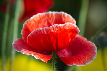 Closeup of red Poppy flower in warm sunlight