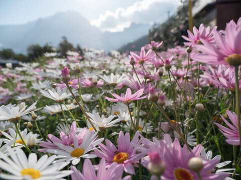 Parterre de marguerite dans la commune de Cilaos, &icirc;le de La R&eacute;union.