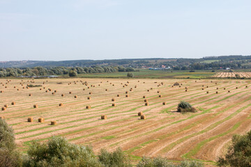 Obraz premium field of cut grass. Dry grass collected in a haystack. Lots of boulders on the field