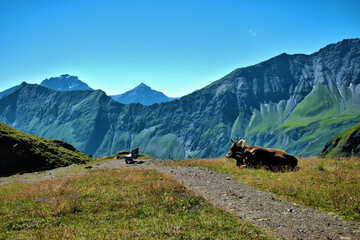 Kühe auf einer Alm auf dem Pizol in der Schweiz 7.8.2020