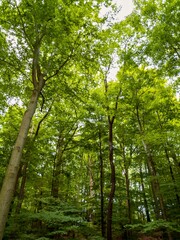 Green tree woodland at Pymatuning State Park in Pennsylvania.  Trees with green leaves.