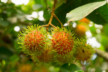 Close up of red rambutan on rambutan tree ready to harvest