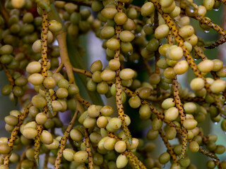 Close up shot of garden palm nuts with rain drops