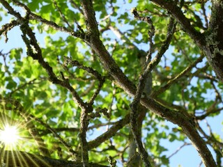 Dürrer Baum mit Sonnenstrahlen