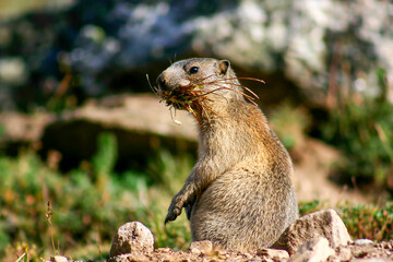 Beautiful groundhog with twigs in the mouth
