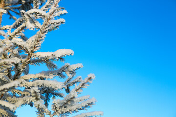 Tops and crowns of fir trees covered with snow against the blue sky, frozen spruce in the forest...