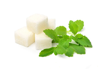 Close-up of fresh Stevia leaves (Stevia rebaudiana Bertoni) with white sugar cubes isolated on white background.