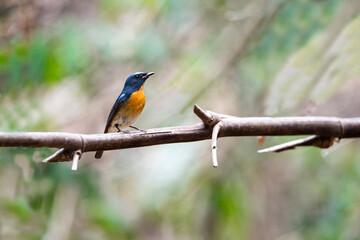 Chinese Blue Flycatcher