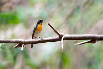 Fototapeta premium Chinese Blue Flycatcher