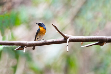 Chinese Blue Flycatcher