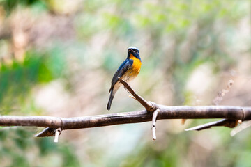 Chinese Blue Flycatcher