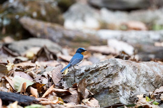 Chinese Blue Flycatcher