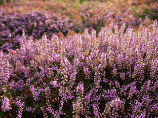 Blühendes rosa Heidekraut, Erica
