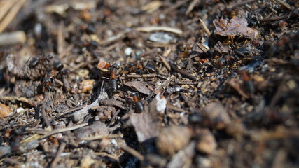 ants running around building an anthill
