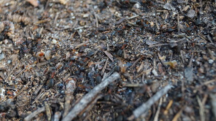 ants running around building an anthill
