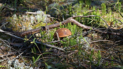 Beautiful, perfect mushroom in moss