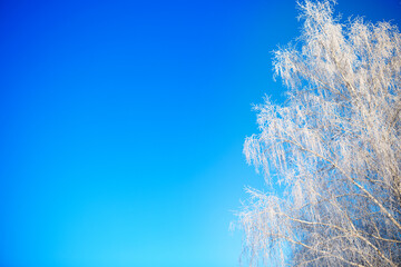 Snow covered birch tree branches view on blue sky
