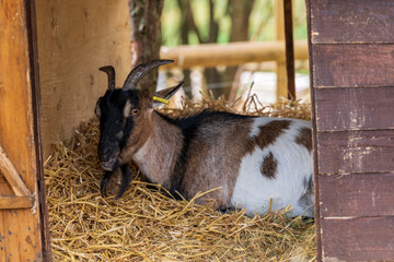 A portrait of a sleeping goat in a stable of a free range, London
