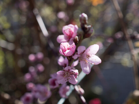 Fleurs de p&ecirc;cher.