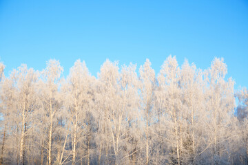 Obraz na płótnie Canvas Frost covered birch tree against blue sky